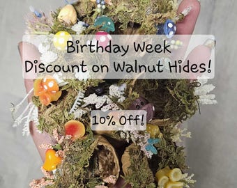 Jumping Spider Walnut Hides