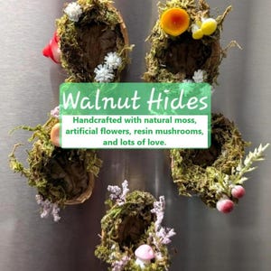 May include: Five walnut shell decorations filled with moss, artificial flowers, and resin mushrooms. The text "Walnut Hides" and a description are on a green rectangle. The decorations are on a silver surface.