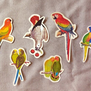 Stickers - perroquets vintage - gris de Afrique, perruches, tourtereaux, aras, etc - résistants à l&#39;eau