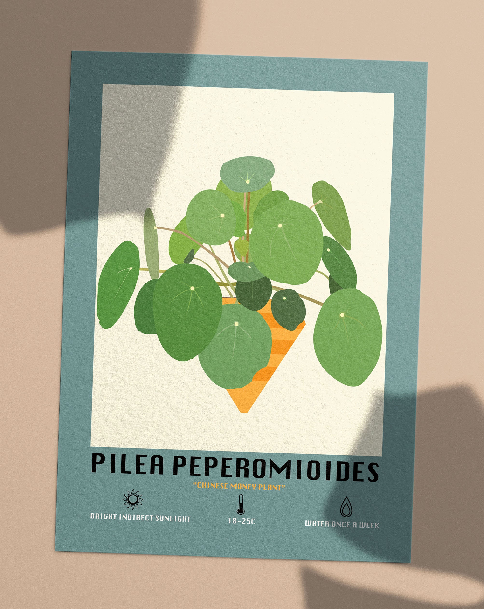 Pilea Peperomioides / Chinese Money Plant Poster Illustration/print ...