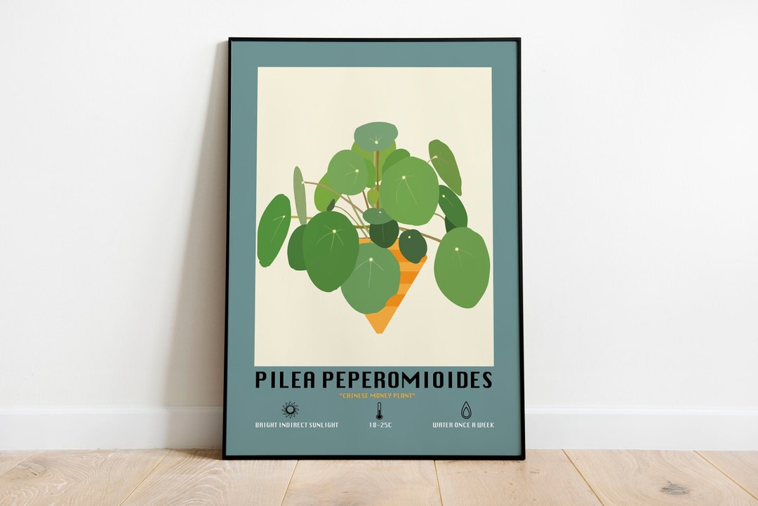 Pilea Peperomioides / Chinese Money Plant Poster Illustration/print ...