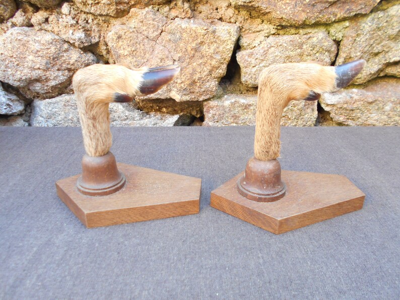 Vintage French Taxidermy Deer Feet Gun Racks/Coat Racks Set of Etsy