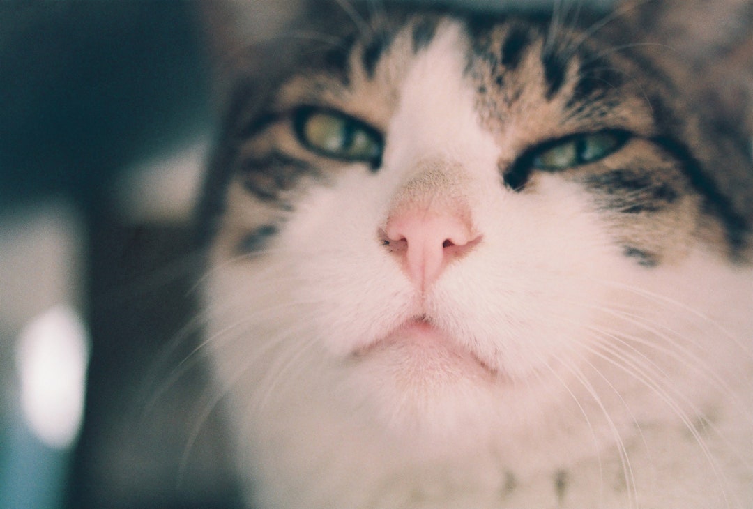 Printable Cat Photo, Cat Print, Cat Photo, Animal Print, Cute Lovely Adorable Animal Photo, - Etsy