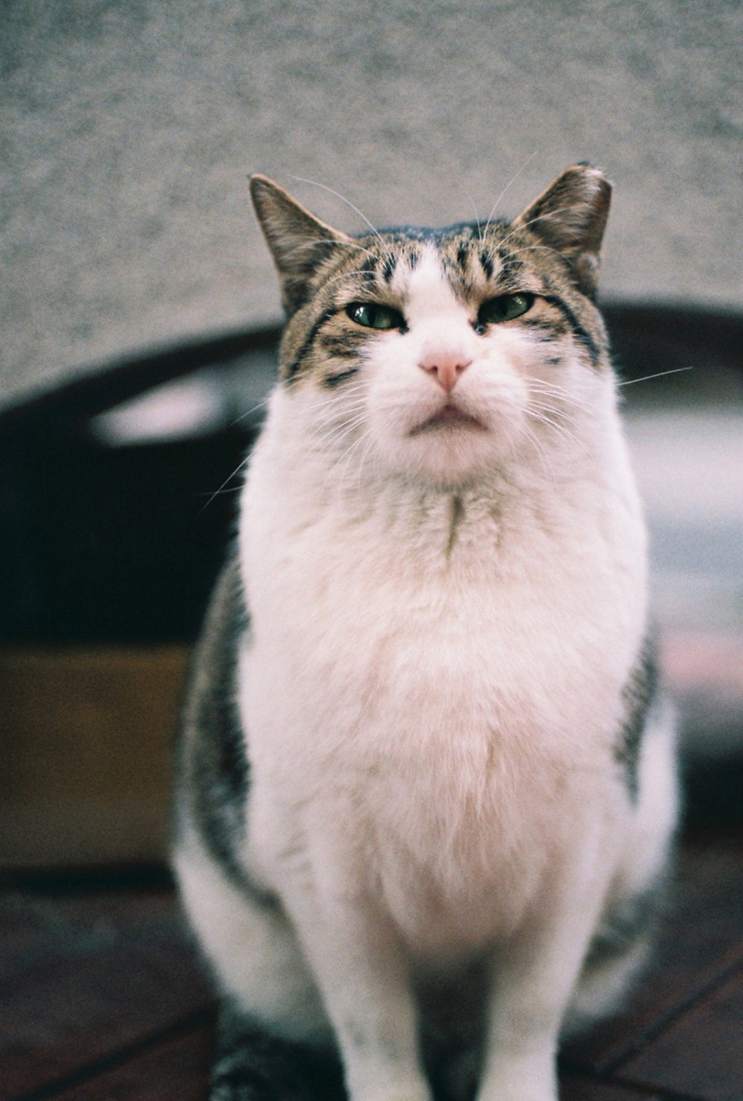 Printable Cat Photo Cat Print Cat Photo Animal Print Cute - Etsy