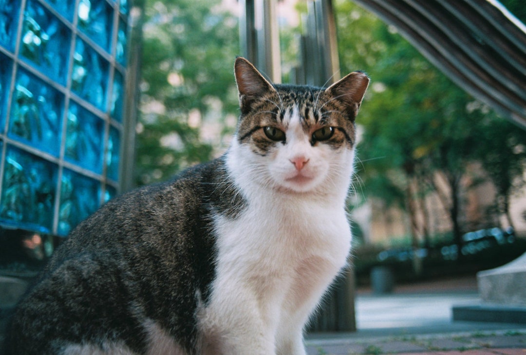 Printable Cat Photo, Cat Print, Cat Photo, Animal Print, Cute Lovely Adorable Animal Photo, - Etsy