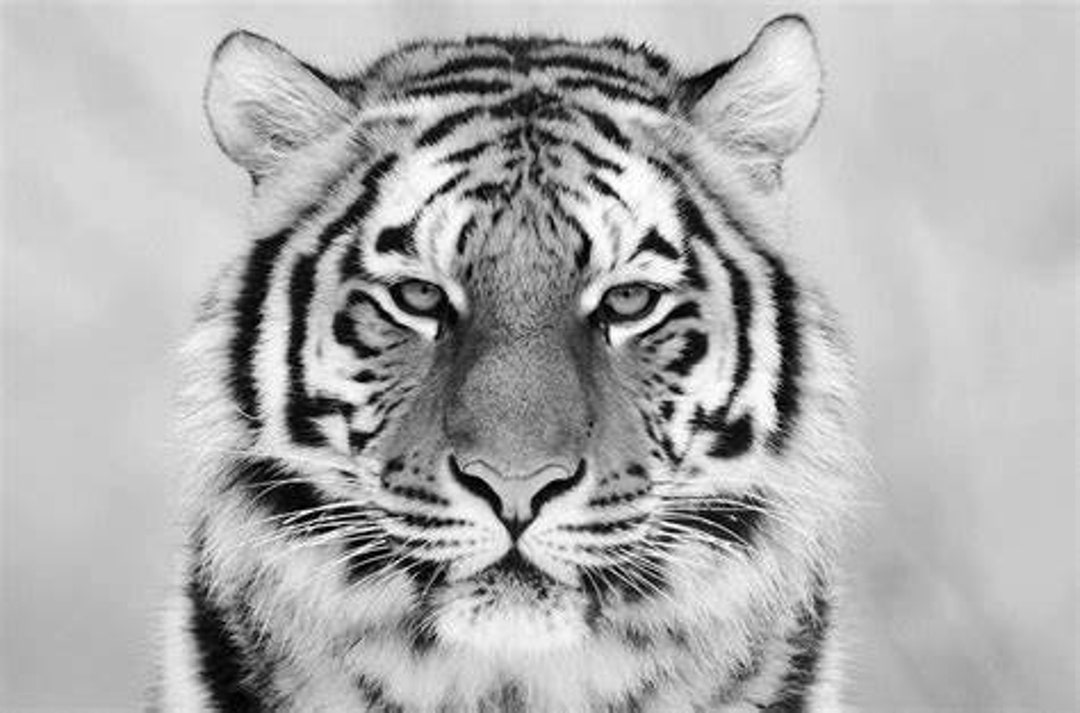 Bengal Tiger Black And White Poster Framing Print Safari Jungle Il 1080xN.5306908103 Pde0