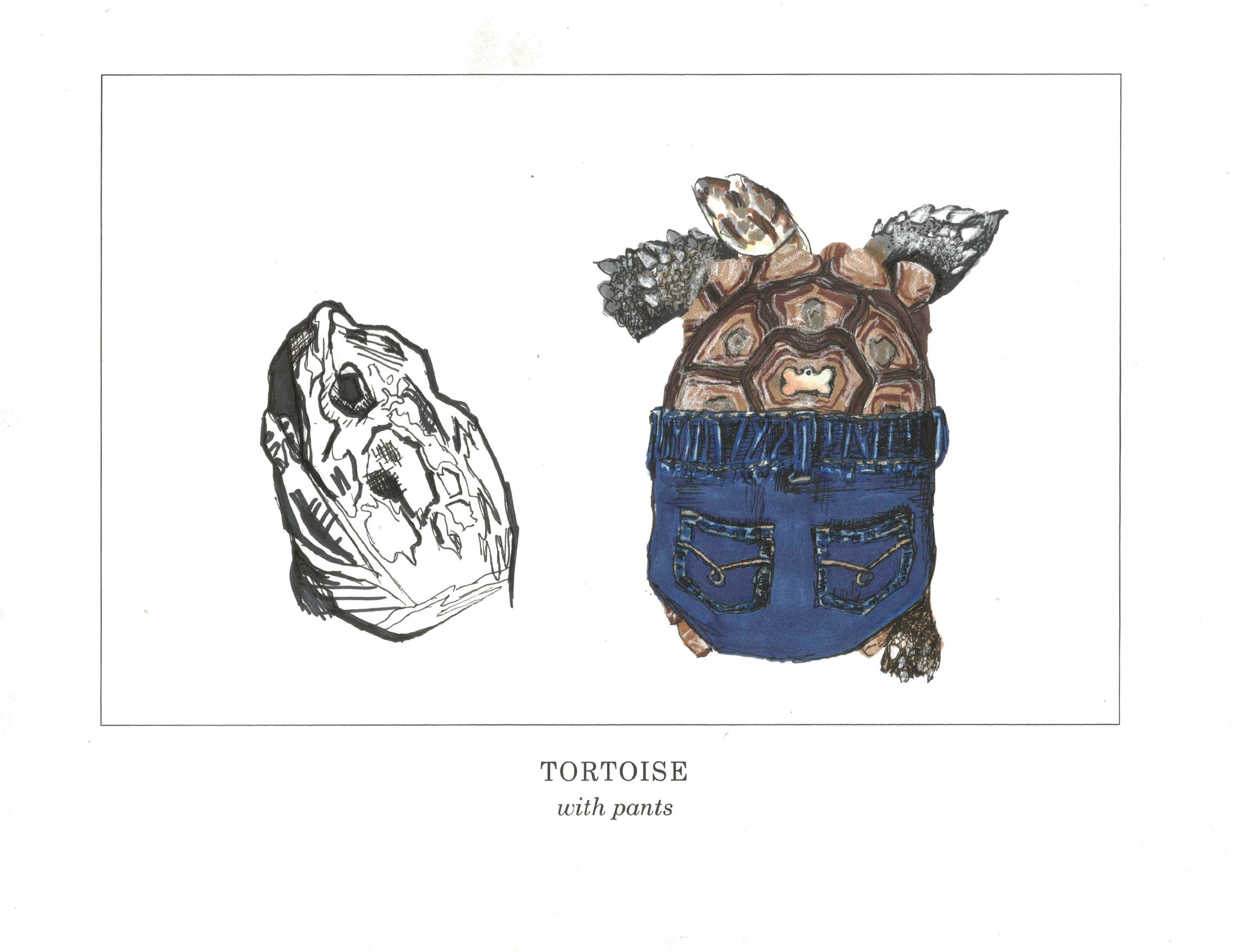 Tortoise With Pants Poster Print - Etsy