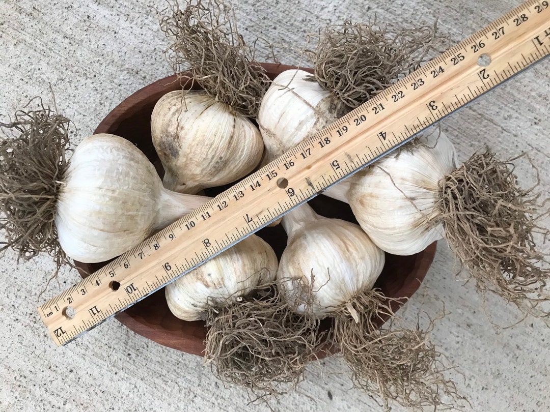 Hardneck Garlic Extra Large Bulbs for Planting Etsy