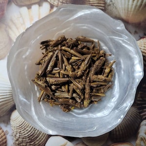 May include: A clear, irregularly shaped bowl filled with dried, brown insects. The bowl sits on a background of seashells in various shades of white and tan. The insects appear to be a food product.