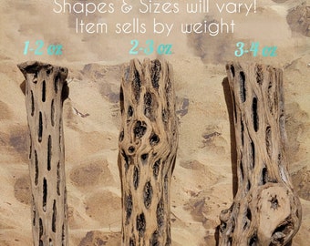 6 inch Cholla Wood | Hermit Crab