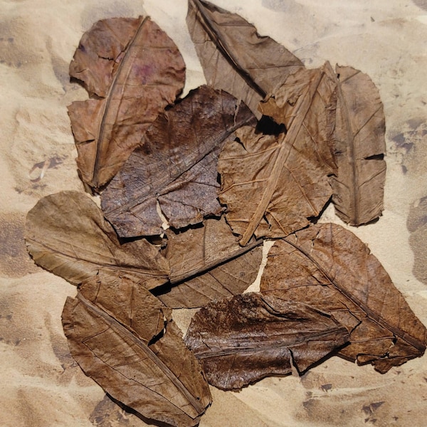 3-4 inch Catappa Indian Almond Leaves | Hermit Crab Food