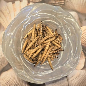 May include: A clear, wavy-edged glass bowl filled with numerous light brown mealworms. The mealworms have dark brown stripes and are clustered together. The bowl sits on a background of seashells.