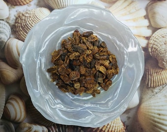 Silkworm Pupae | Hermit Crab Food