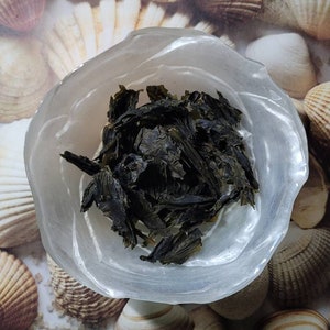 Puede incluir: Un taz&oacute;n blanco lleno de algas secas, el taz&oacute;n est&aacute; sentado sobre una superficie cubierta de conchas.