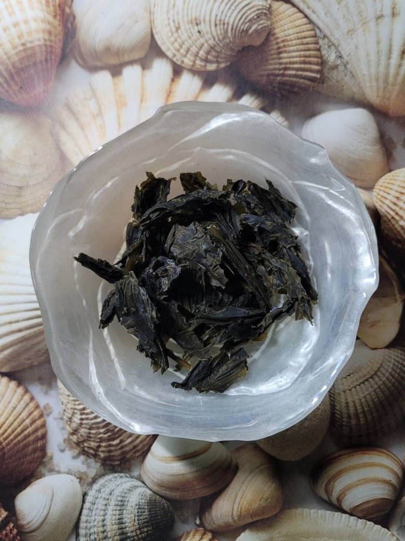 Puede incluir: Un taz&oacute;n blanco lleno de algas secas, el taz&oacute;n est&aacute; sentado sobre una superficie cubierta de conchas.