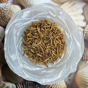 May include: A white bowl filled with dried mealworms. The bowl is sitting on a surface covered with seashells.