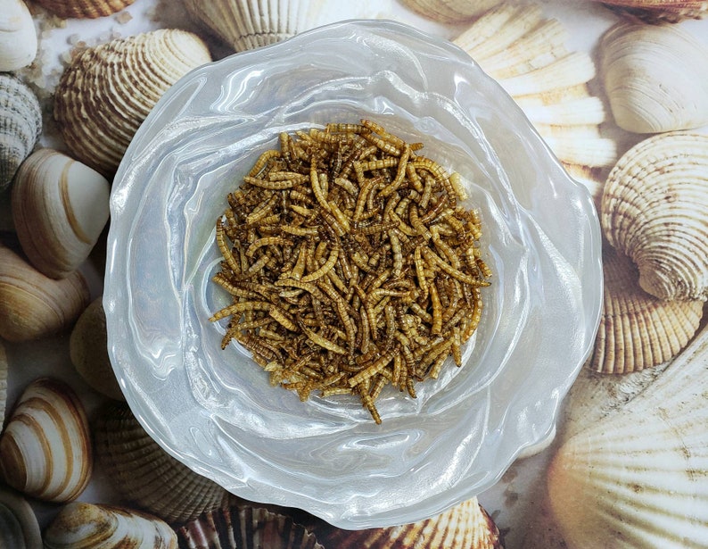 Freeze Dried Mealworms Hermit Crab Food Etsy