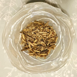 May include: A clear glass bowl filled with dried mealworms, a popular food source for reptiles and other pets.