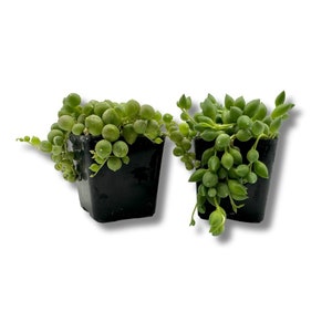 2” String of Pearls & String of Tears Bundle