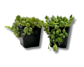 May include: Two small black pots with green string of pearls plants. The plants are hanging over the edges of the pots.