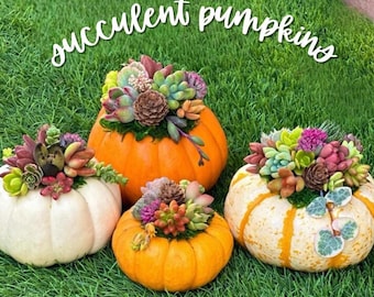 Puede incluir: Cuatro calabazas, cada una coronada con una variedad de suculentas, están sobre hierba verde. Las calabazas son de color naranja, blanco y amarillo, con las suculentas mostrando tonos verdes, rojos y morados. El texto "succulent pumpkins" está escrito en cursiva.