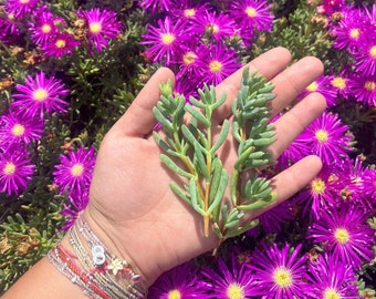 10 Lavender Trailing Iceplant Cuttings