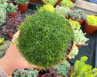 4" Irish Moss - Live Plant - Fully Rooted