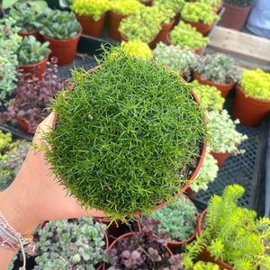 4" Irish Moss - Live Plant - Fully Rooted