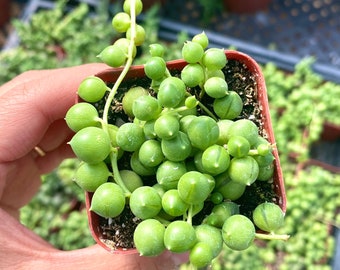 2” String of Pearls – Trailing Succulent, Live Indoor Plant