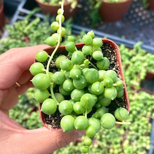 2" String of Pearls Succulent