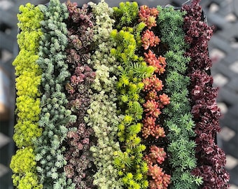 2&quot; Sedum Pots - Gold Moss - Tricolor - Little Missy - Angelina - Jelly Beans