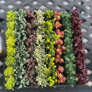 2&quot; Sedum Pots - Gold Moss - Tricolor - Little Missy - Angelina - Jelly Beans