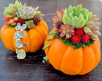 Puede incluir: Dos pequeñas calabazas naranjas decoradas con suculentas, musgo y pequeñas piñas. Las calabazas están sobre una superficie oscura. El fondo incluye una bolsa de cacahuetes de embalaje.