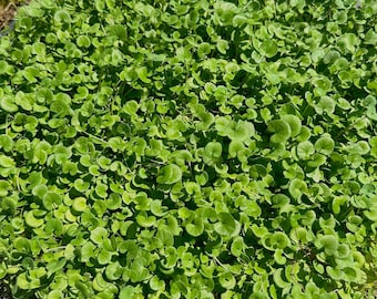 Dichondra - Live Plant Quad