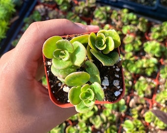 2" Sedum Tetractinum 'Coral Reef' - Drought Tolerant - Rooted