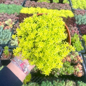 4 Sedum Acre Gold Moss Live Plant Stonecrop image 1