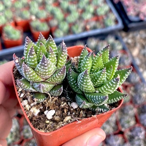 2" Haworthia Zebra Succulent - Haworthia Fasciata