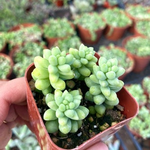 2" Donkey Tail - Burro's Tail - Sedum - Stonecrop - Sedum Morganianum