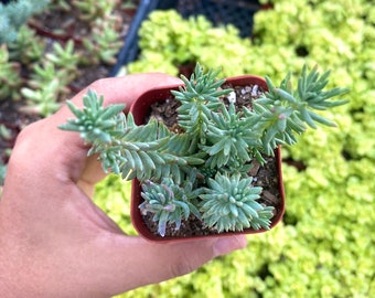 2” Sedum Reflexum – Blue Spruce Stonecrop, Hardy Groundcover Succulent