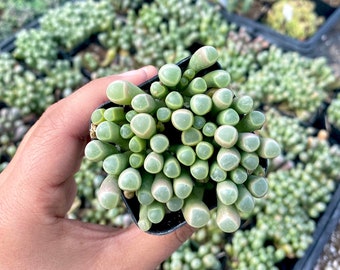 2" Baby Toes Succulent | Fenestraria Rhopalophylla | Live Rooted Succulent Plant | Rare Houseplant | Easy Care Indoor Plant