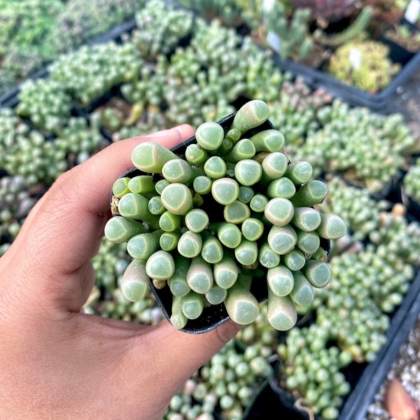 2" Fenestraria Rhopalophylla - Baby Toes Succulent