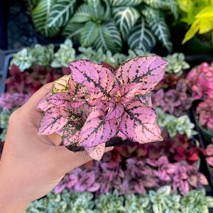 Pink Polka Dot Plant - Hypoestes phyllostachya - Live House Plant