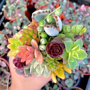 12 Mini Succulent and Sedum Cuttings - Pixie Succulent Cuttings - Aeonium Kiwi - Lavender Scallops