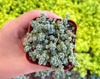 2” Sedum Hispanicum – Blue Carpet Stonecrop, Fully Rooted Groundcover