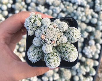 2" Thimble Cactus - Mammillaria gracilis fragilis - Live Plant