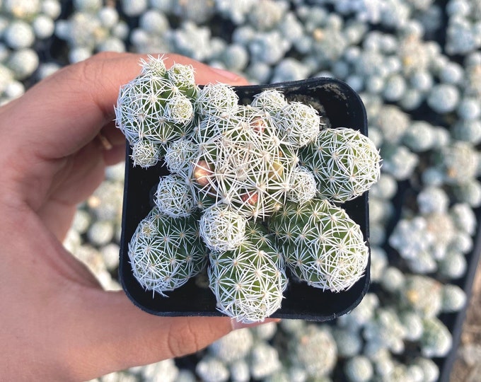 Mini Thimble Cactus Plant in Tiny Pot - Etsy