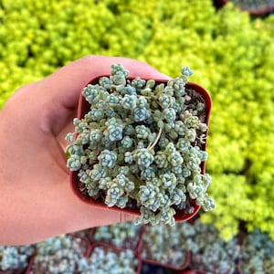 2&quot; Sedum Hispanicum - Fully Rooted - Stonecrop - Groundcover