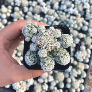 May include: A small white cactus plant with many stems growing in a black plastic pot. The cactus is surrounded by other cacti in the background.