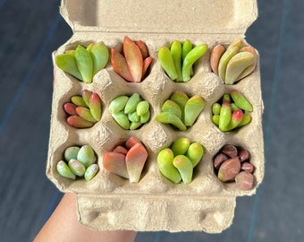 Succulent Leaf Propagation Kit in Mini Egg Carton