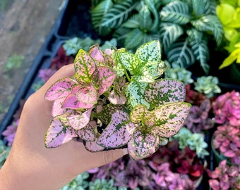 Pink & White Polka Dot Plant | Hypoestes phyllostachya Live Houseplant in 2” Pot | Variegated Pink Foliage Plant